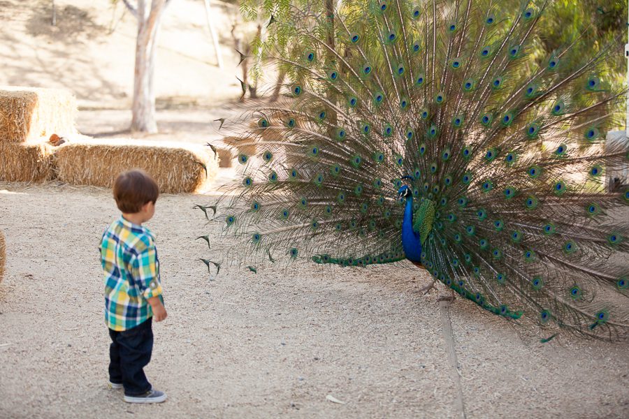 san-diego-family-photographer (1 of 2)