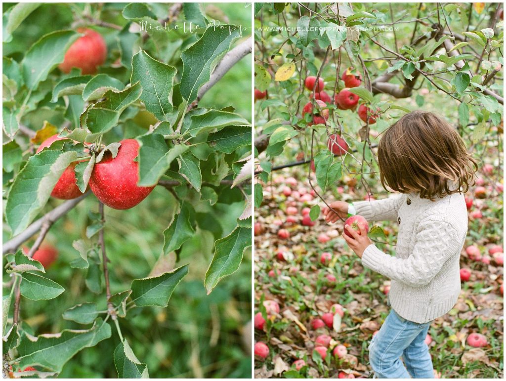 boy picking apples in fall Fall Activities in San Diego  