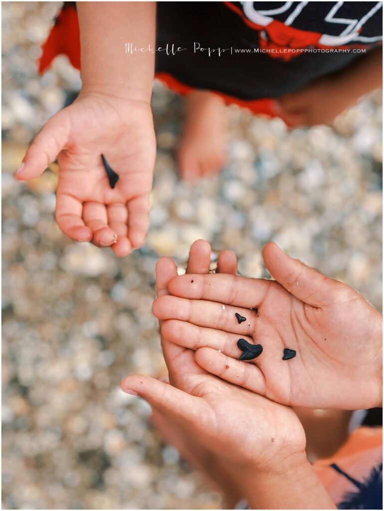 handful of shark teeth found on Topsail